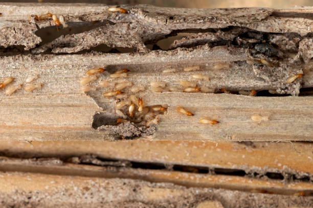 Best Mosquito Control Services  in Talahi Island, GA